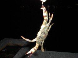 兵突のメバル、ハゼ、ワタリガニ釣り！