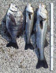 【速報】芦屋のエビ撒き情報