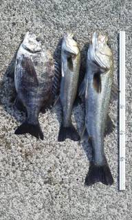 【速報】芦屋のエビ撒き情報 