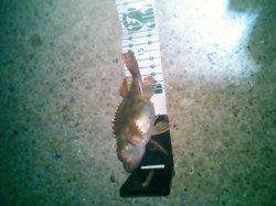 田ノ浦漁港、短時間での数釣りが出来ました！