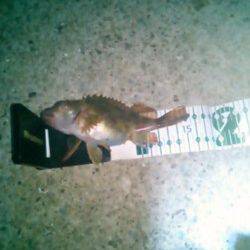 田ノ浦漁港、短時間での数釣りが出来ました！