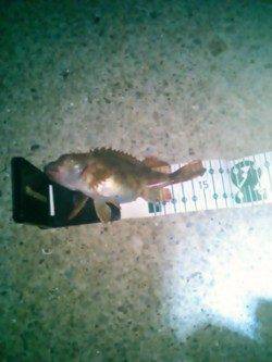 田ノ浦漁港、短時間での数釣りが出来ました！