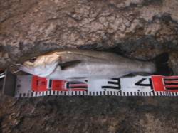 【ハネ釣れました～♪】南芦屋浜