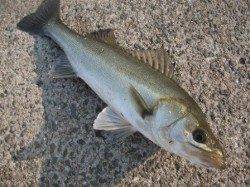 ズボ釣りに夢中♪ 倉庫前でハネ