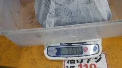 白浜見草でエギング、キロアップも♪