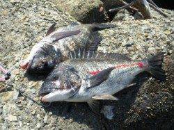 真昼間にドカン!!と　泉大津ＲＴ　3日ひる