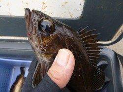 北公園、今夜からＧＯです