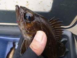 北公園、今夜からＧＯです 