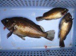 北公園、今夜からＧＯです