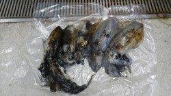 白浜椿の地磯、ヤエンでアオリイカ5杯♪