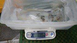 すさみ地磯でエギング☆キロＵＰです