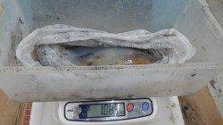 白浜椿でアオリ、キロオーバー！！ヤエン釣り