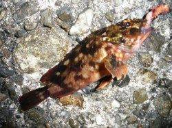 ズボでハネ♪　その後は・・・