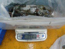 見老津の地磯 ヤエンでアオリイカ数狙える