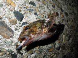 辛くもガシラ1匹の一週間…