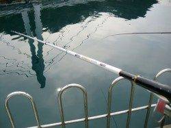 雑賀崎親子釣りパークでイワシ大爆釣！