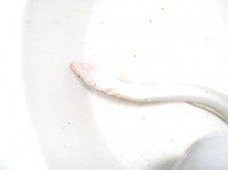 兵突のアナゴ釣り!