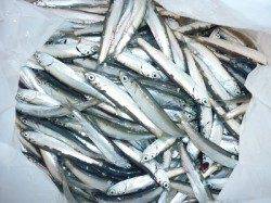 雑賀崎親子釣りパークでイワシ大爆釣！