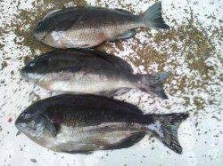 和歌山南紀の見老津へ磯釣りに行ってきました