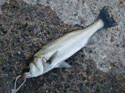 【魚の気配あり!?】名物「芦屋のメタボチヌ」をGET♪