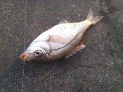 兵庫突堤、キワキワでやっと釣れました。