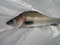 忠岡木材コンビナートの４番中波止で貴重な一本！