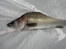 忠岡木材コンビナートの４番中波止で貴重な一…