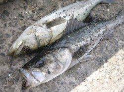 北公園エビ撒き釣りでハネ2連発!!