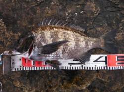 北側石畳で、待望の『チヌ』が確認出来ました…