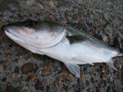 大津川尻では午後4時頃からアタリが頻繁に♪