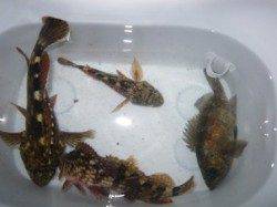 泉南周辺ロックフィッシュ調査！