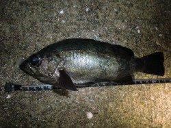 神戸空港メバル！やっぱりシロウオ！！