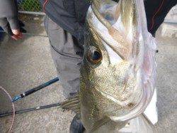 神戸空港と小野浜の楽しい釣りのRT!