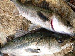 貝塚人工島 チヌにスズキ!