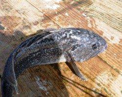 田尻の釣り堀リアル　今の狙いものは！