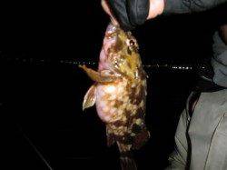 神戸空港のメバル！シラサで浮かせて食わせる！