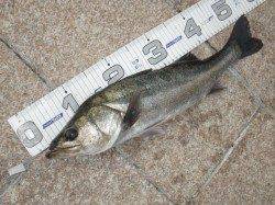 【エビ撒きもいいぞ♪】南芦屋浜リアルタイム