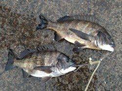 【エビ撒きでアタリ連発！チヌ・ハネ】南芦屋浜