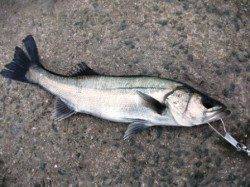 風が強くてもハネ♪泉大津RT！夕方