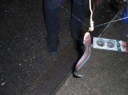 兵突でチョイ投げ、アナゴが釣れて釣りガールも大喜び!