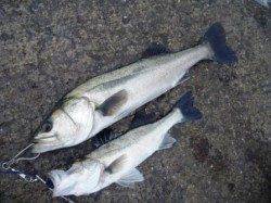 大津川尻へエビ撒き釣り、雨上がりもハネ♪