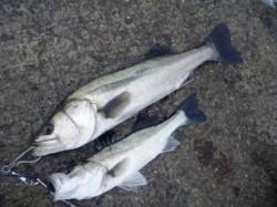 大津川尻へエビ撒き釣り、雨上がりもハネ♪