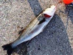 良い天気に恵まれました♪泉大津RT２８日夕方