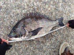 【出ました！メタボチヌ～！】南芦屋浜