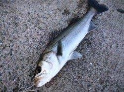 雪が舞っておりましたが！泉大津RT！夕方