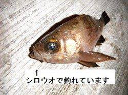 神戸空港シロウオでメバル炸裂!!