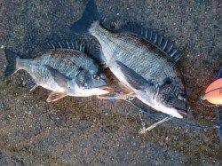 【魚の気配あり!?】名物「芦屋のメタボチヌ」をGET♪