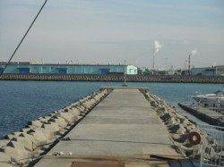 忠岡木材コンビナートの４番中波止で貴重な一本！