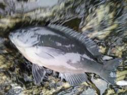 和歌山南紀の見老津へ磯釣りに行ってきました…