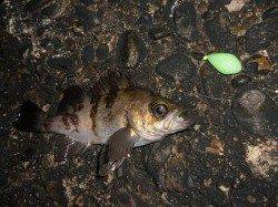 メバル調査中～岡田浦漁港で良型のメバルが引ったくるようにヒット